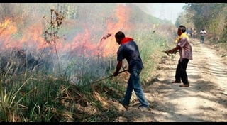 สวนยางพารา