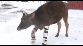 ช้างพิการ