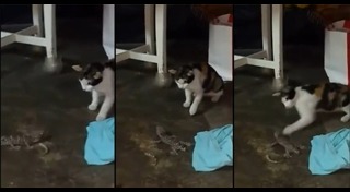 วิธีไล่ตุ๊กแก