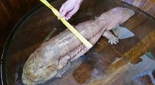 ปลาดุกยักษ์