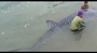 ฉลามติดอวน