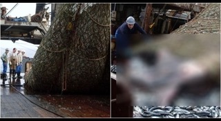 ฉลามติดอวน