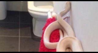 งูเผือก