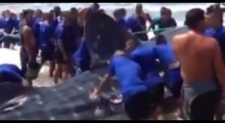 ฉลามติดอวน