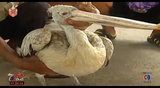 นกประหลาด