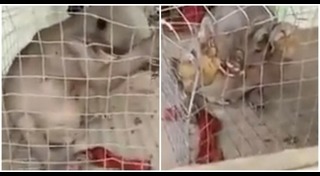 ผีกองกอย