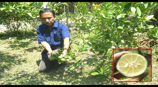 น้ำอัญชันมะนาว