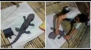 วิธีไล่ตุ๊กแก