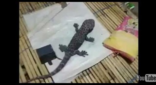 วิธีไล่ตุ๊กแก