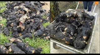 ฟาร์มหมู