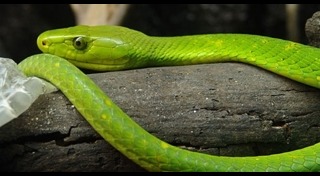 งูเขียวหางไหม้