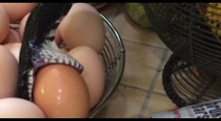 งูกินหนู