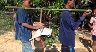 แห่นางแมว