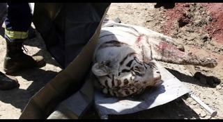 จอร์เจีย