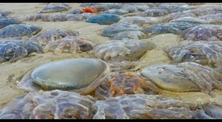 แมงกะพรุนยักษ์