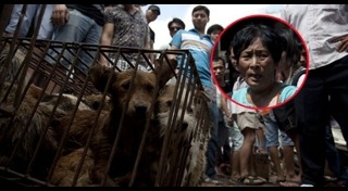 กินหมาที่จีน