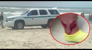 ฉลามติดอวน