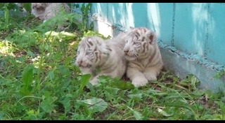 เสือขาว