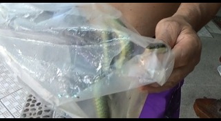 งูเขียวหางไหม้