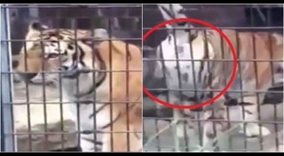 เสือโคร่งไซบีเรีย