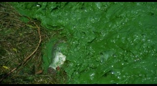 ขี้ปลาวาฬ