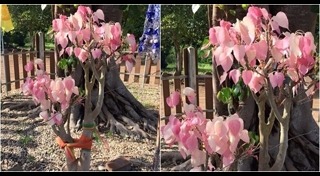 ต้นโพธิ์