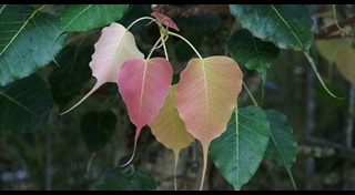 ต้นโพธิ์