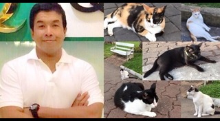 แห่นางแมว