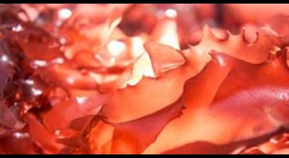 คอเลสเตอรอลสูง