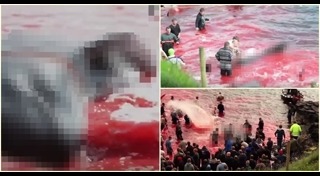 เทศกาลแปลกๆ