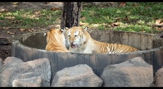 เชียงใหม่ไนท์ซาฟารี