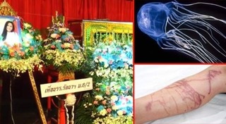 แมงกะพรุนกล่อง