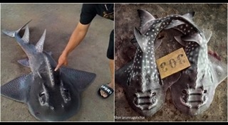 ปลาโรนิน