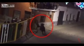 กระทิงไล่ขวิดคน