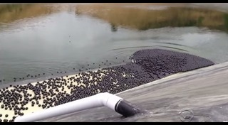 ลอสแอนเจลิส