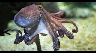 สิ่งมีชีวิตนอกโลก