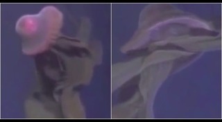 แมงกะพรุนยักษ์