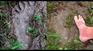 รอยเท้าประหลาด