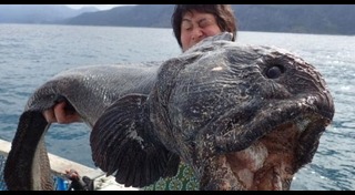 ปลาไหลทะเล