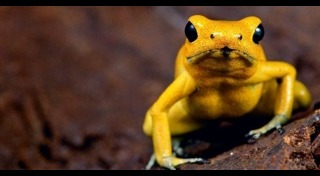 กบลูกศรพิษ