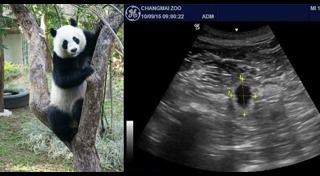 สวนสัตว์เชียงใหม่