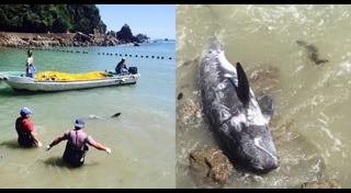 นักล่าสัตว์