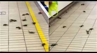 สัตว์อพยพ