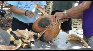 มะพร้าวก้นสาว