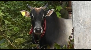 โรงฆ่าสัตว์