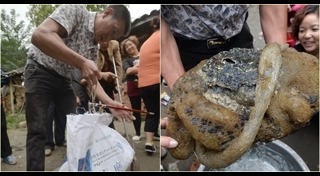 เห็ดหลินจือ