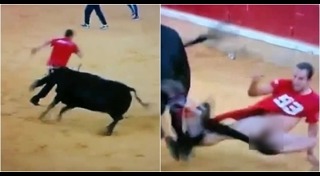 กระทิงไล่ขวิดคน