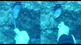 ปลาไหลทะเล