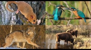 โรงไฟฟ้าเชอร์โนบิล