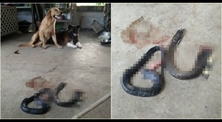 สุนัขกัดงู